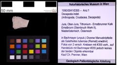 Foto (Objekt + Etiketten) von Decapoda indet. (NHMW-GEO-1990-0041-0355)